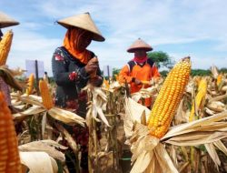 Petani Jagung Kering di Tengah Birokrasi Basah