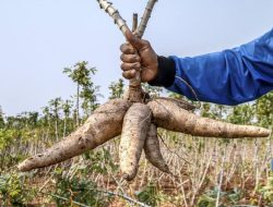 Petani Singkong Lampung Kian Terjepit Harga