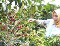 Kopi Lampung Naik Kelas Katanya, Petaninya?