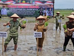 Kodam XXI/Radin Inten Tanam Padi Serentak di Lampung Timur