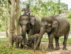 Konflik Gajah, Wisata Way Kambas Ditutup Sementara