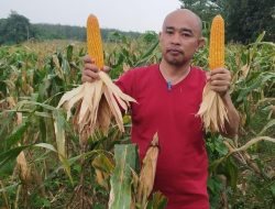 JPPN Klaim Benih Raja R7 Siap Bersaing, Lampung Selatan Segera Panen