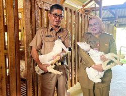 Daging Aman, Peternak Tenang: Lampung Surplus 3.955 Ton