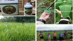 Program PHC Lampung Diklaim Tingkatkan Produktivitas, Dorong Kemandirian Petani