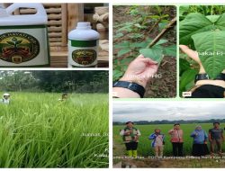 Program PHC Lampung Diklaim Tingkatkan Produktivitas, Dorong Kemandirian Petani