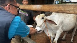 Di Balik Daging Kurban, Ribuan Tangan Bekerja Diam Menjaga Kepercayaan