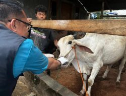 Di Balik Daging Kurban, Ribuan Tangan Bekerja Diam Menjaga Kepercayaan