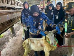 Pemprov Lampung Terjunkan 1.229 Petugas Periksa Hewan Kurban