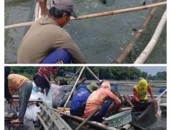 BUMDes Jagang Kembangkan Budidaya Ikan Mas, Terjepit Kenaikan Harga Pakan