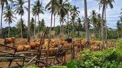 Produksi Peternakan Lampung Tumbuh 5,85 Persen, DPKH Buka-bukaan Soal Target dan Anggaran
