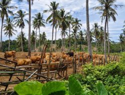 Produksi Peternakan Lampung Tumbuh 5,85 Persen, DPKH Buka-bukaan Soal Target dan Anggaran