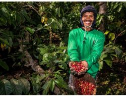 Kebun Kopi Ijen, Warisan yang Terus Menghidupi
