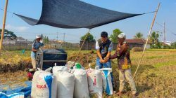Pengadaan Beras BULOG Lampung Tembus 241 Ribu Ton, Naik 19,13 Persen