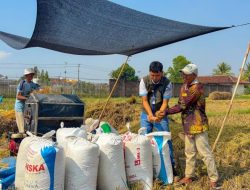Pengadaan Beras BULOG Lampung Tembus 241 Ribu Ton, Naik 19,13 Persen